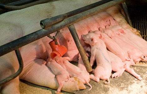 ADJUSTING NUTRITION FOR SOWS DURING THE FARROWING TRANSITION PHASE